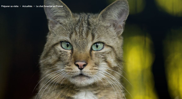 j'offre mes conseils en rédaction